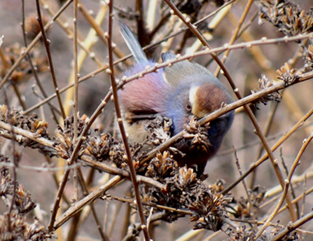 DSC04339_副本_副本.jpg