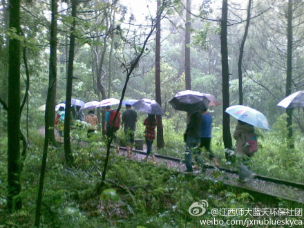 第三站：江西农大；绿源老人带着我们观鸟，下雨天，这林子好有意境呀~~~