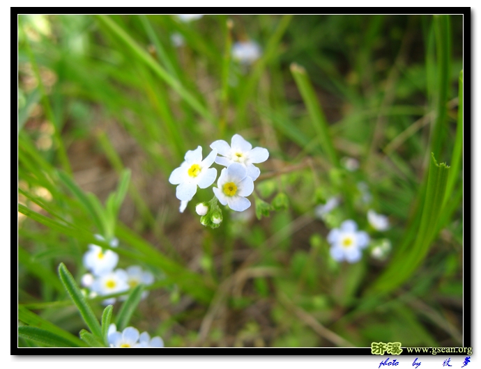 大花附地菜？.jpg