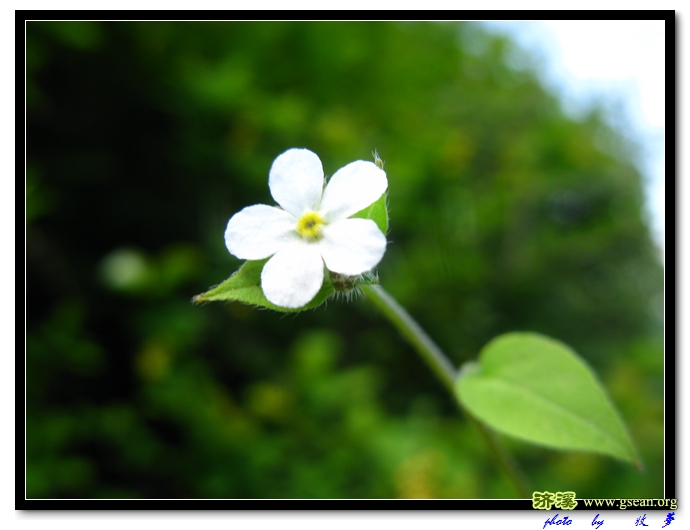 短蕊车前紫草 (2).jpg