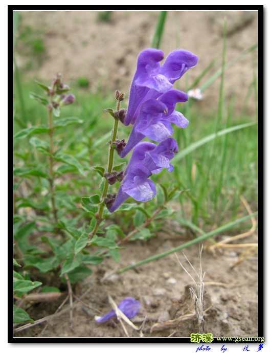 甘肃黄芩 (1).jpg