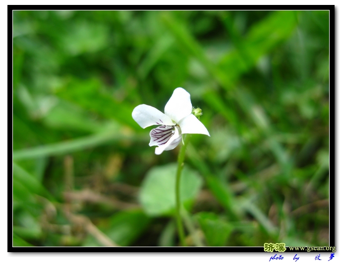 鳞茎堇菜 (3).jpg