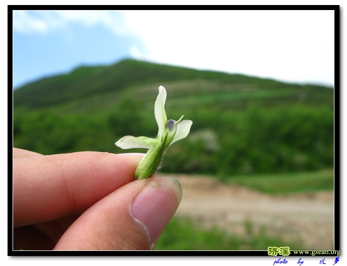 黄毛棘豆 (2).jpg