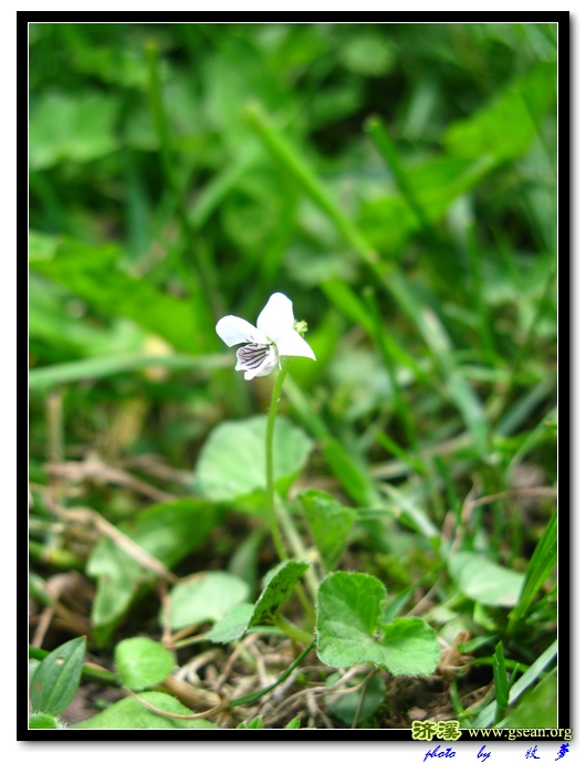 鳞茎堇菜 (1).jpg