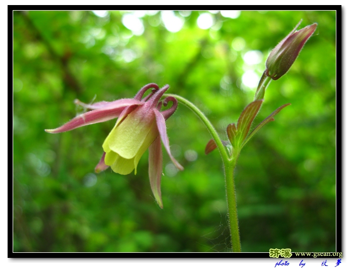 甘肃耧斗菜 (6).jpg