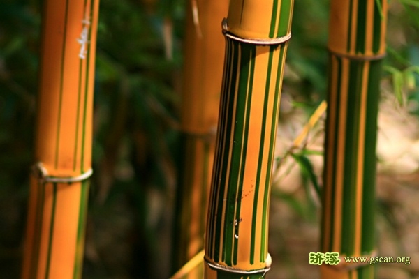 bamboo_image_by_mooncat.jpg