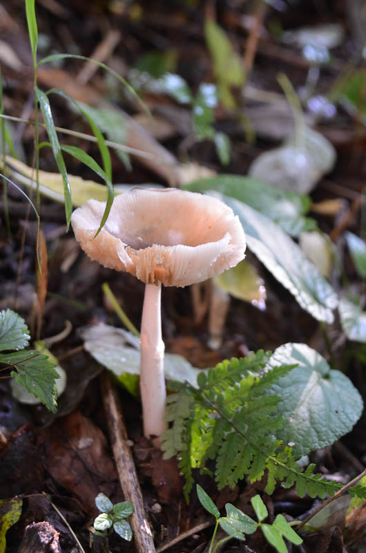 野蘑菇