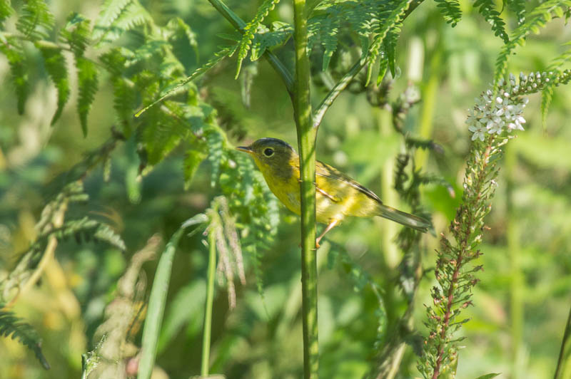 DSC_9761.jpg