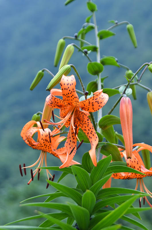野花鲜艳
