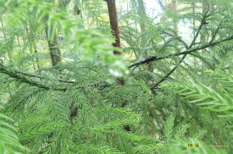 千佛山的植物