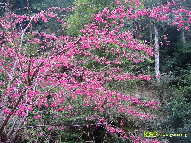 福建山樱花（龙岩）.jpg