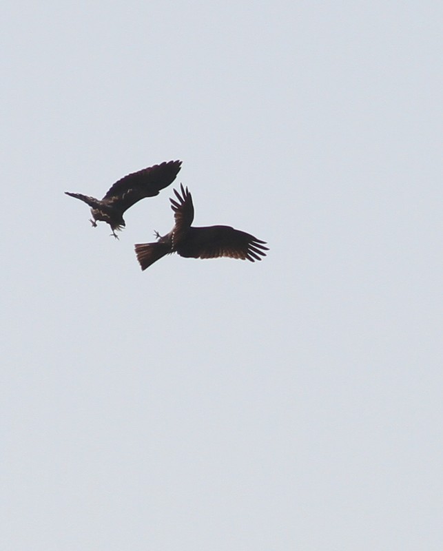 IMG_3383.JPG