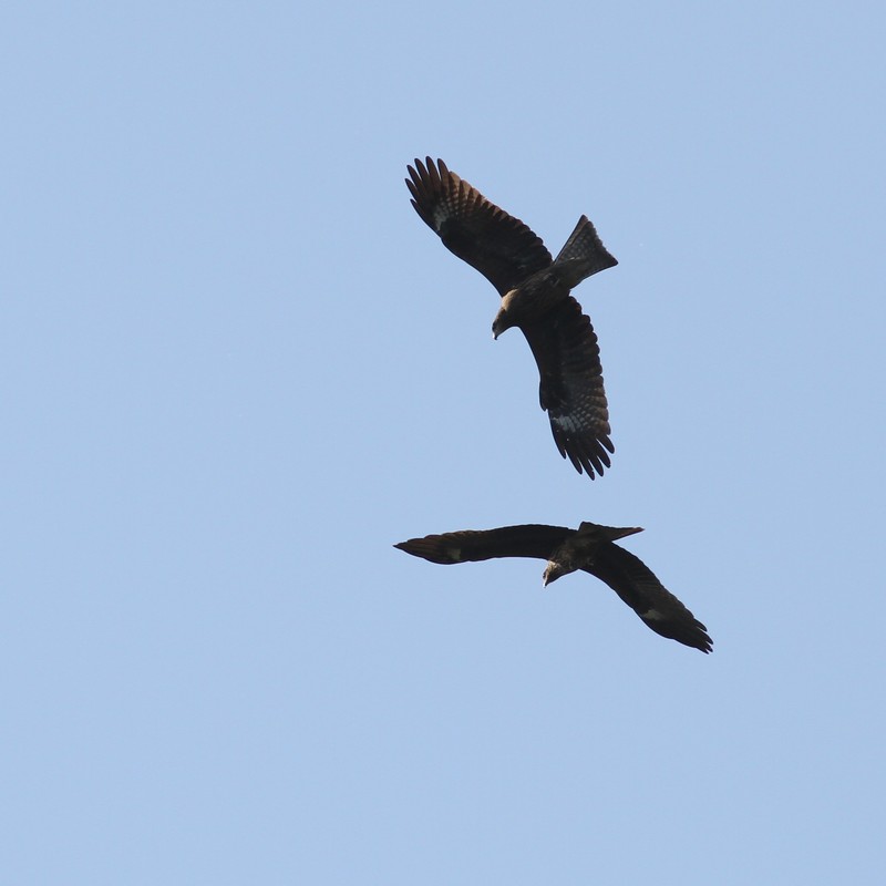 IMG_3412.JPG