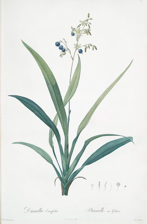 003 Dianella ensifolia .jpg