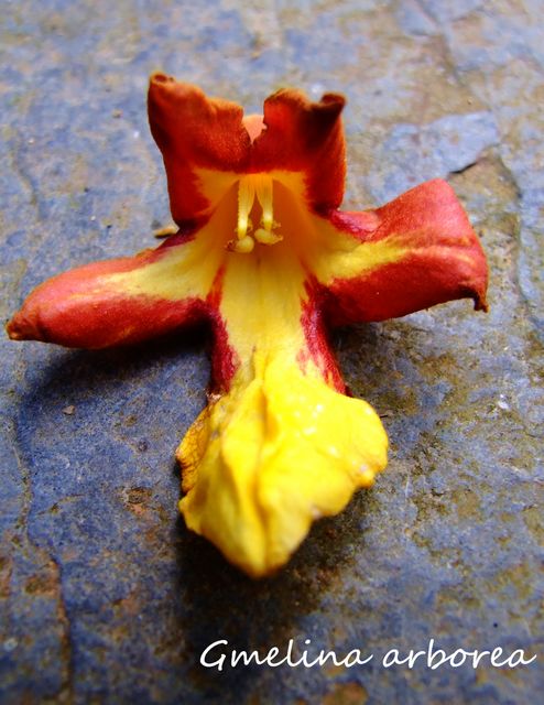 Gmelina arborea.jpg