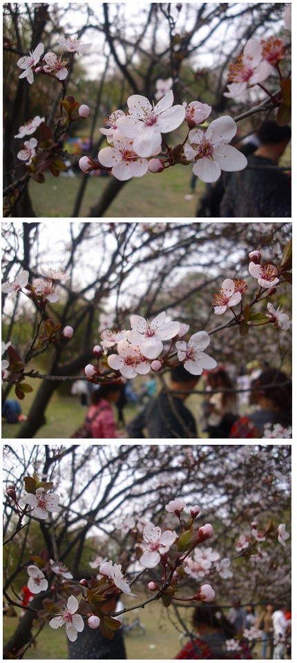 樱花微距.jpg