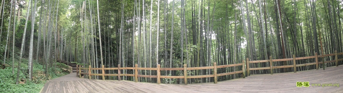 DSCF0921-竹海.jpg
