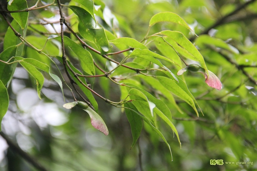 IMG_5418-罗浮槭.jpg
