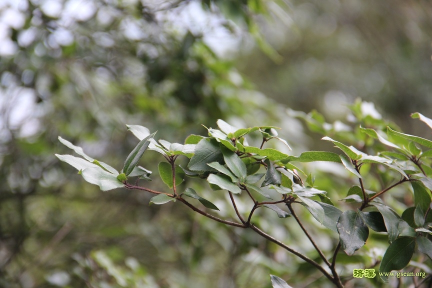 IMG_5580-杜鹃.jpg
