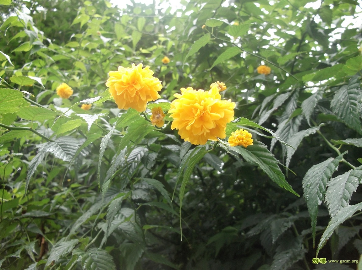 DSCF1154-黄花.jpg