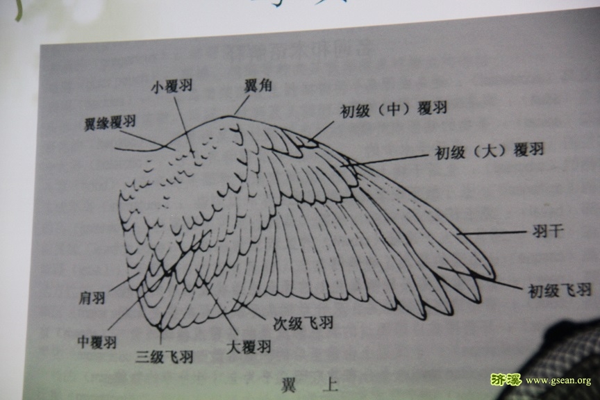 鸟的翅膀