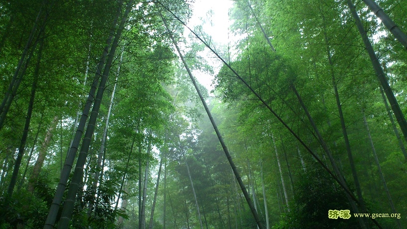 DSC_1122-翠竹.jpg