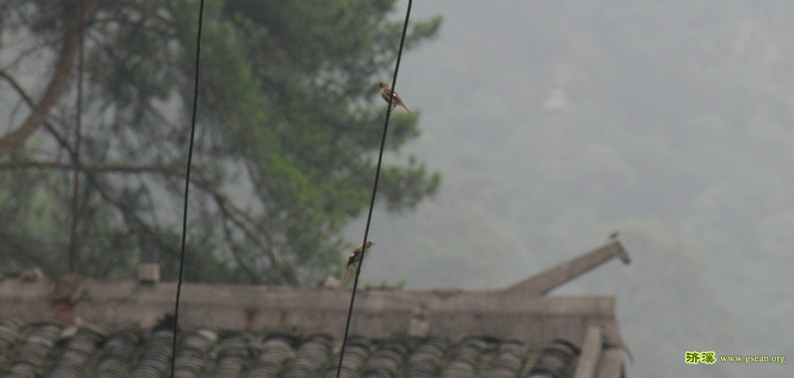 北红尾鸲