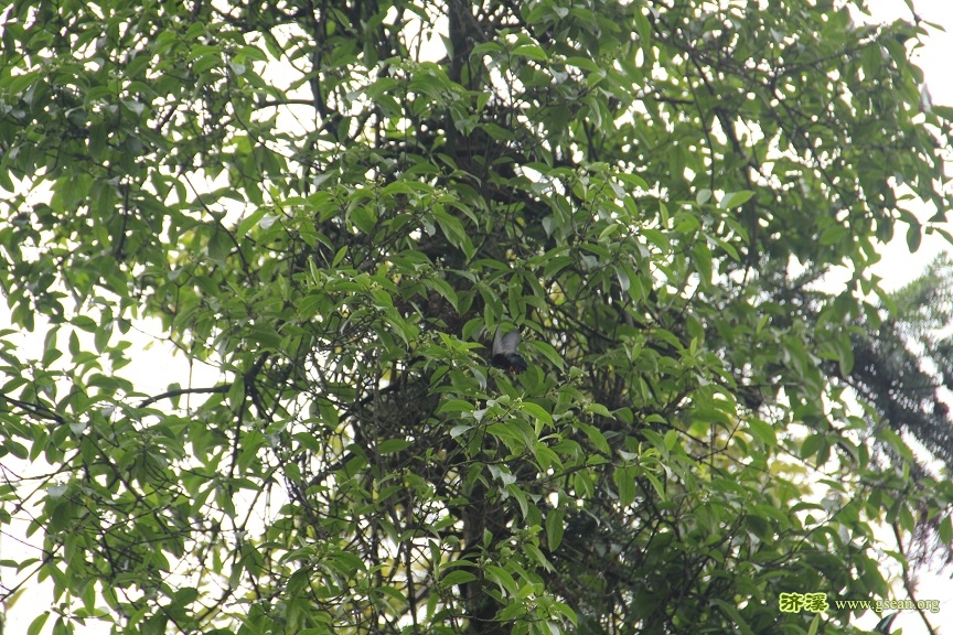 IMG_5568-亲，你能看到蝴蝶飞舞么.jpg