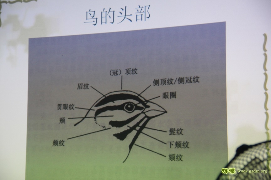 鸟的头部