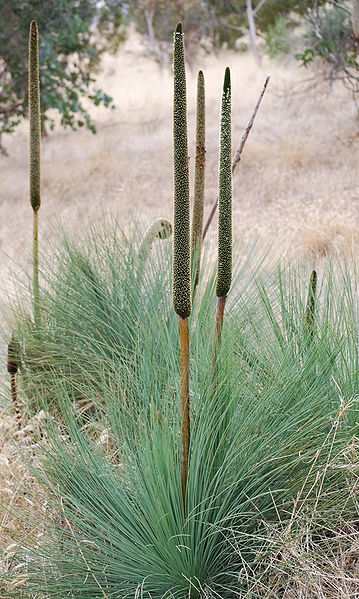 359px-Xanthorrhoea_semiplana_-_Anstey_Hill.jpg