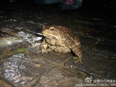 夜观大明星