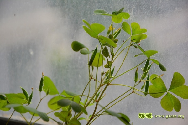 一批成熟的酢浆草蒴果