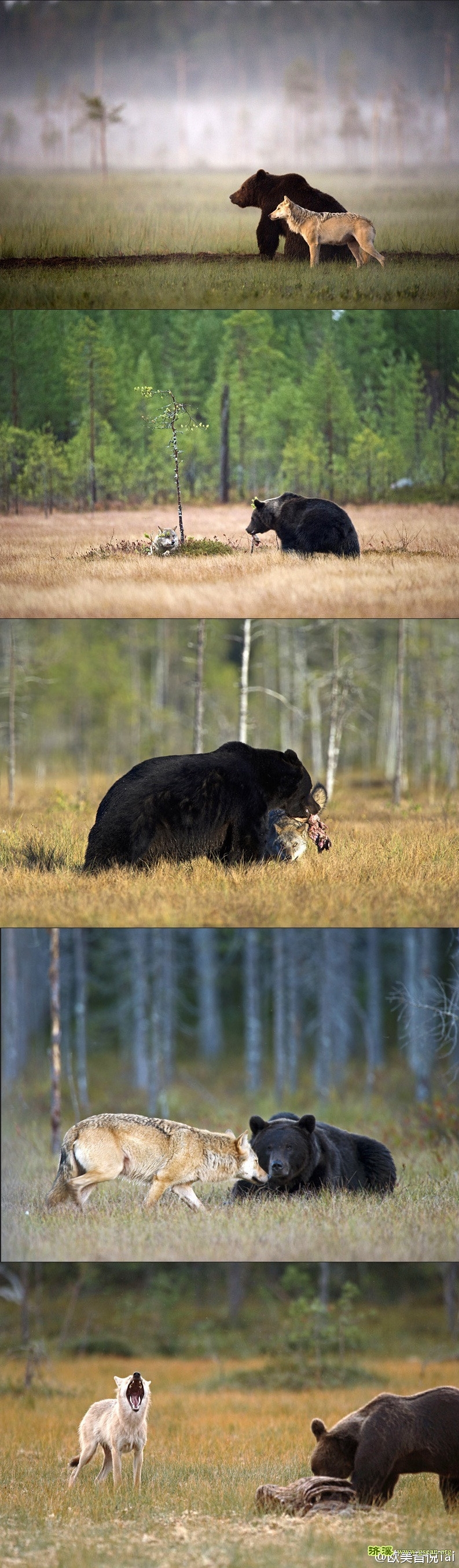 棕熊和母狼的爱情.jpg