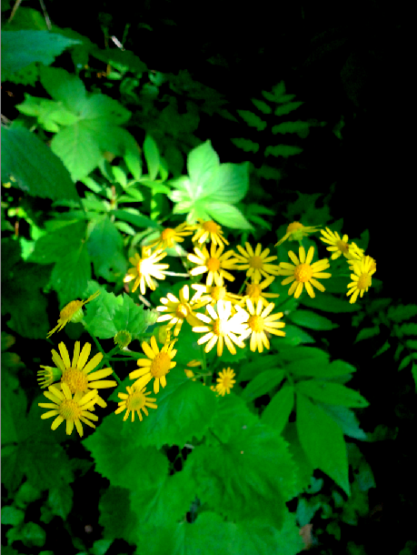 B51436788D7D8946650D747A91CEAA59.png