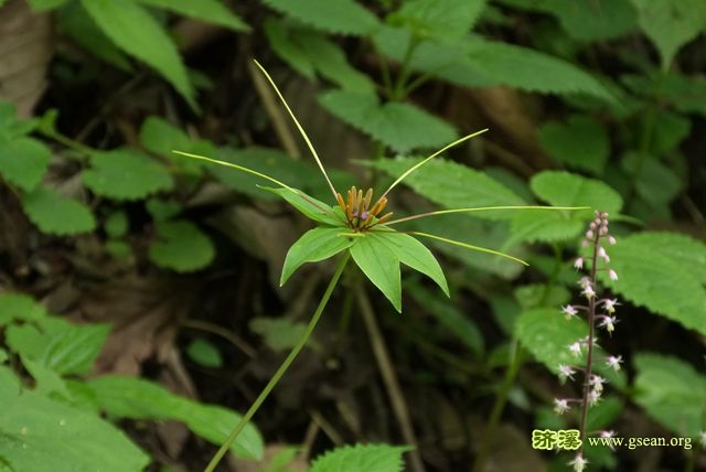 七叶一枝花，也叫重楼吧，你没看错，就是那个重楼