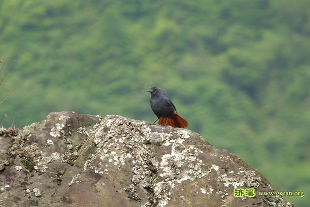 红尾水鸲，山区常见