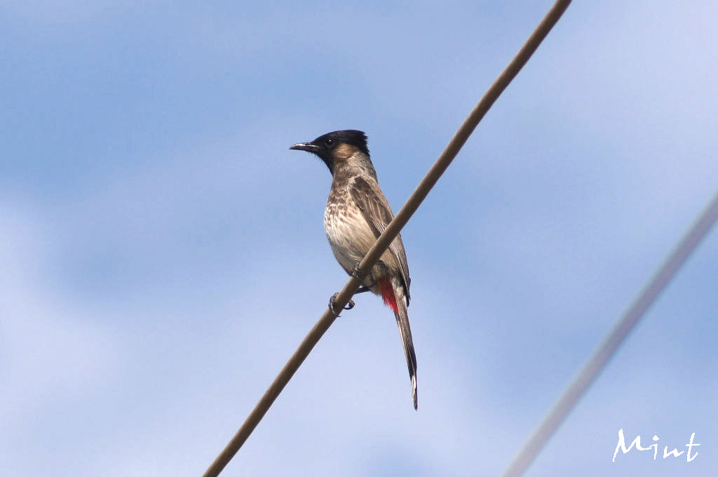黑喉红臀鹎 @云南瑞丽畹町生态园.jpg