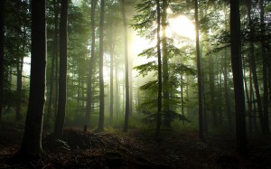 Incredibly-Tall-and-Green-Trees-Sunlight-Breaking-through-Turned-into-a-Mysterious-Place-HD-Natural