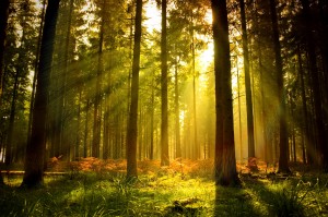 forest_sunlight-1573690-300x199.jpg