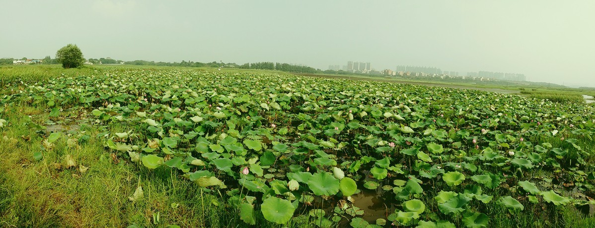 荷花池.jpg