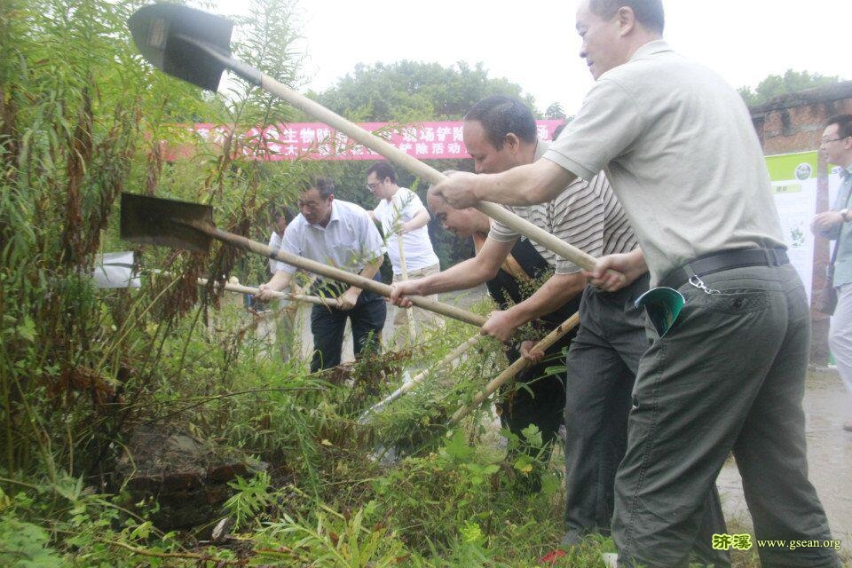 开始铲除“加拿大一枝黄花”