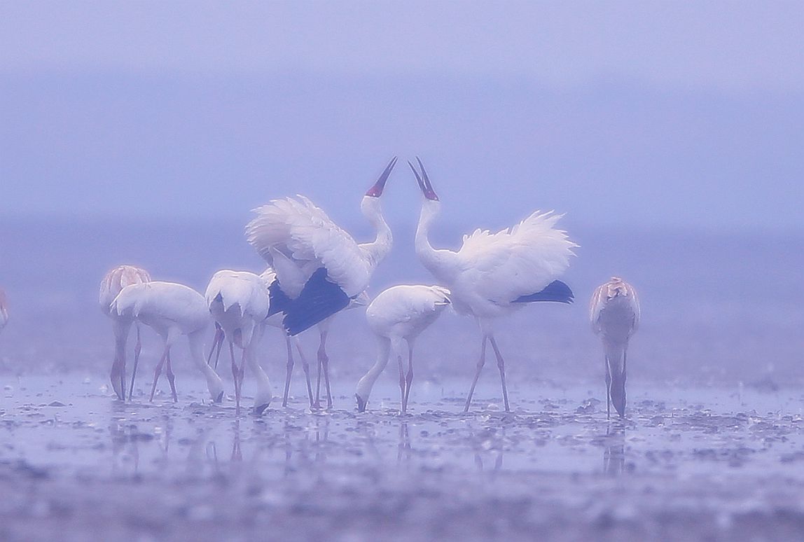 鄱阳湖的鹤群