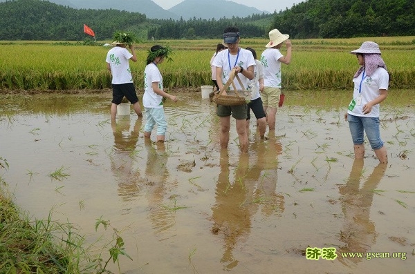 调研团队正在帮助农户务农