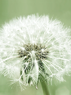 Dandelion.png