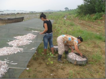 巢湖的渔民正在晒捕获的毛鱼.jpg