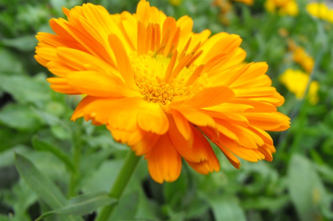 http_imglo菊花.jpg