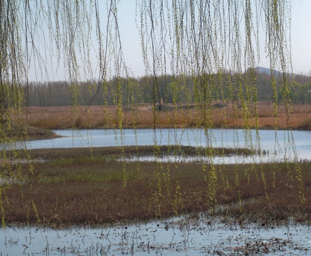 踏春前来，芦苇似已发绿，绿柳垂垂不免泛黄.JPG
