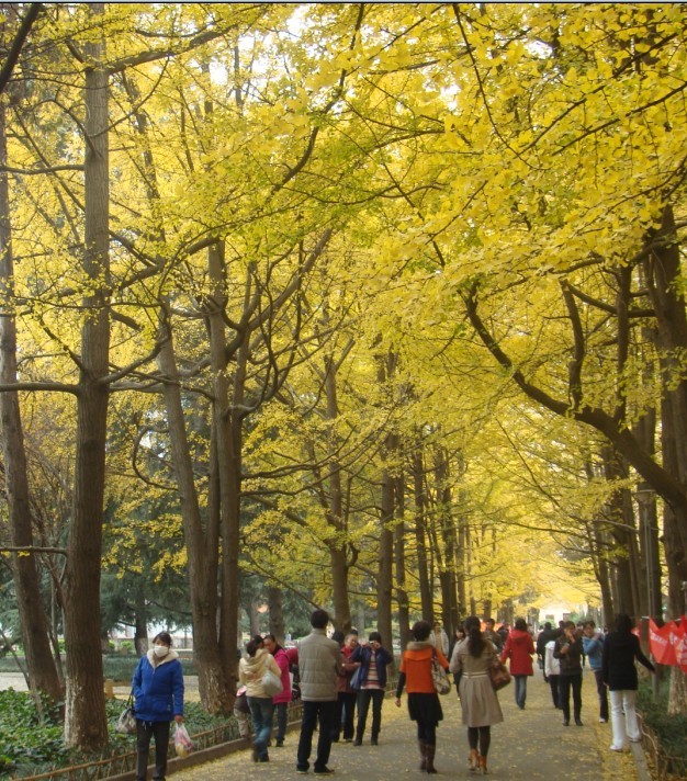 云大银杏大道.jpg