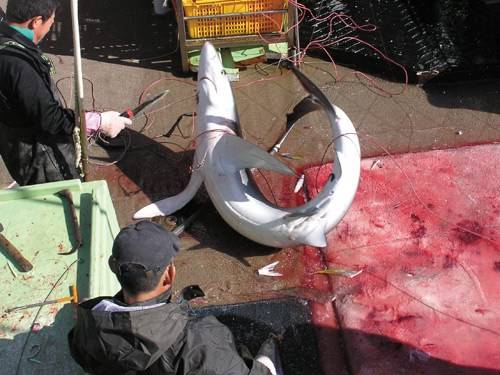 血腥鱼翅交易：牛鲨被残忍割鳍.jpg