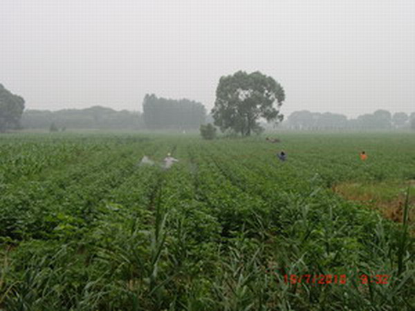 高楼村打农药.JPG
